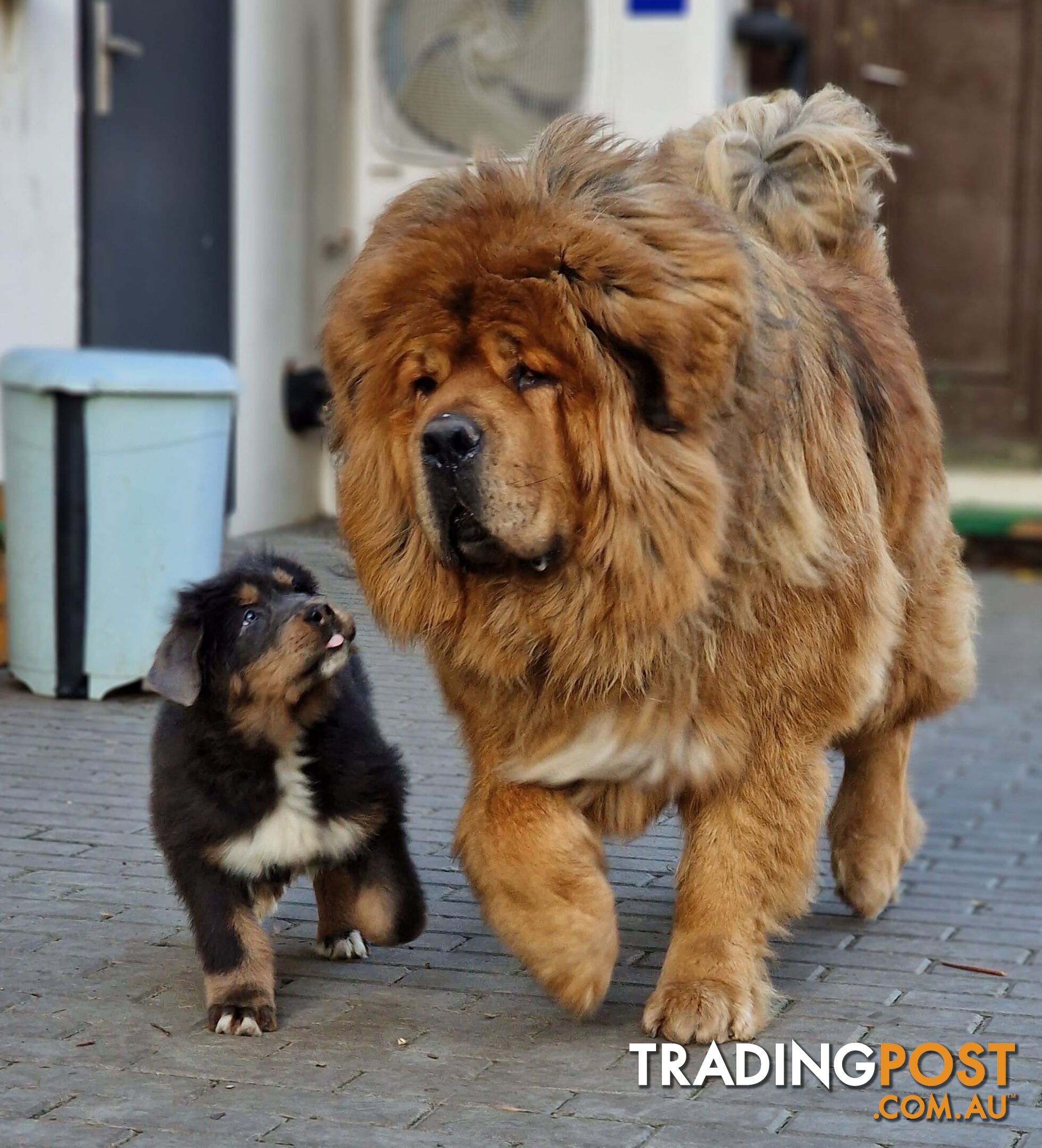 Tibetan mastiff puppies