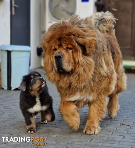 Tibetan mastiff puppies