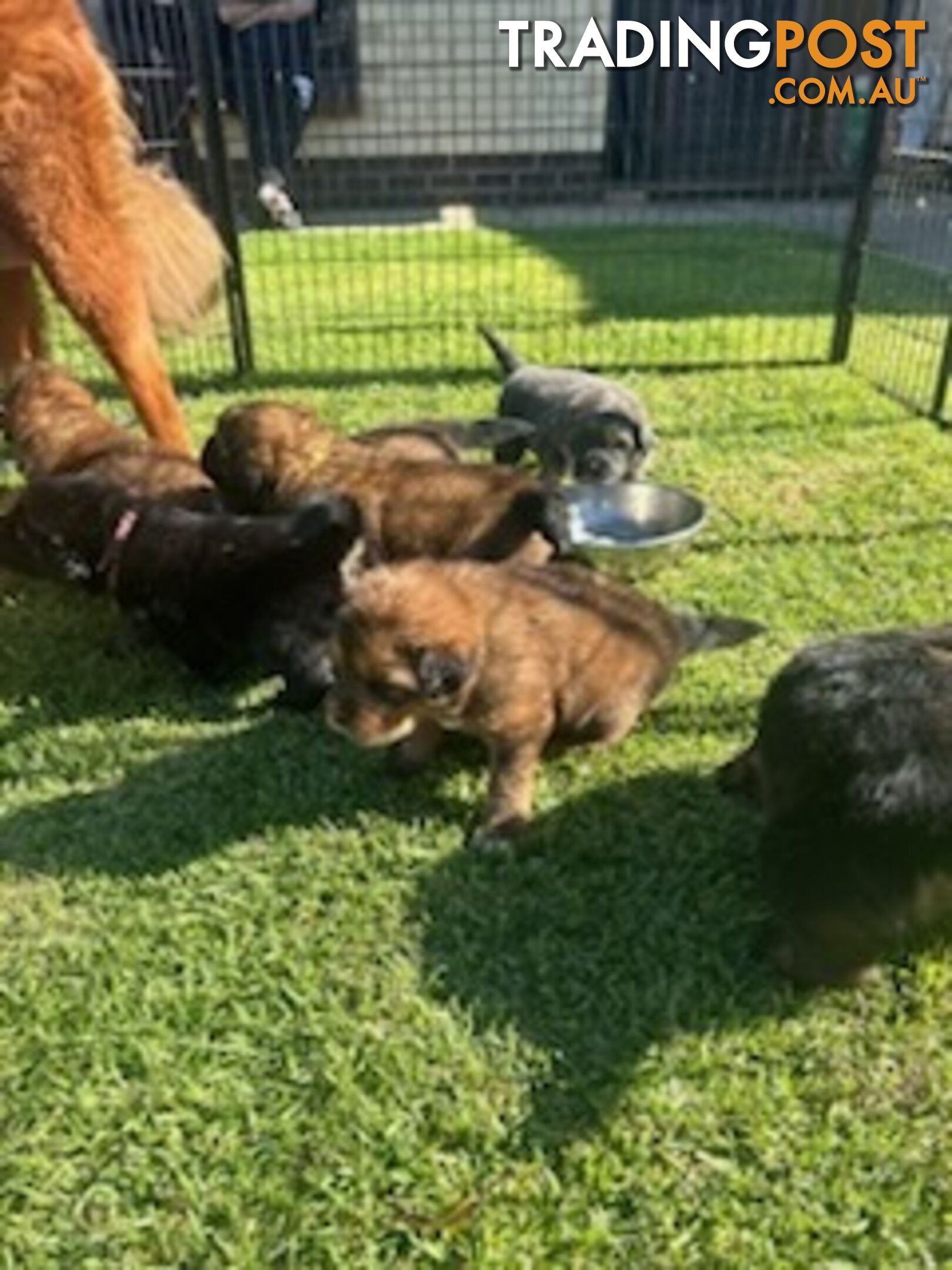 Tibetan mastiff puppies