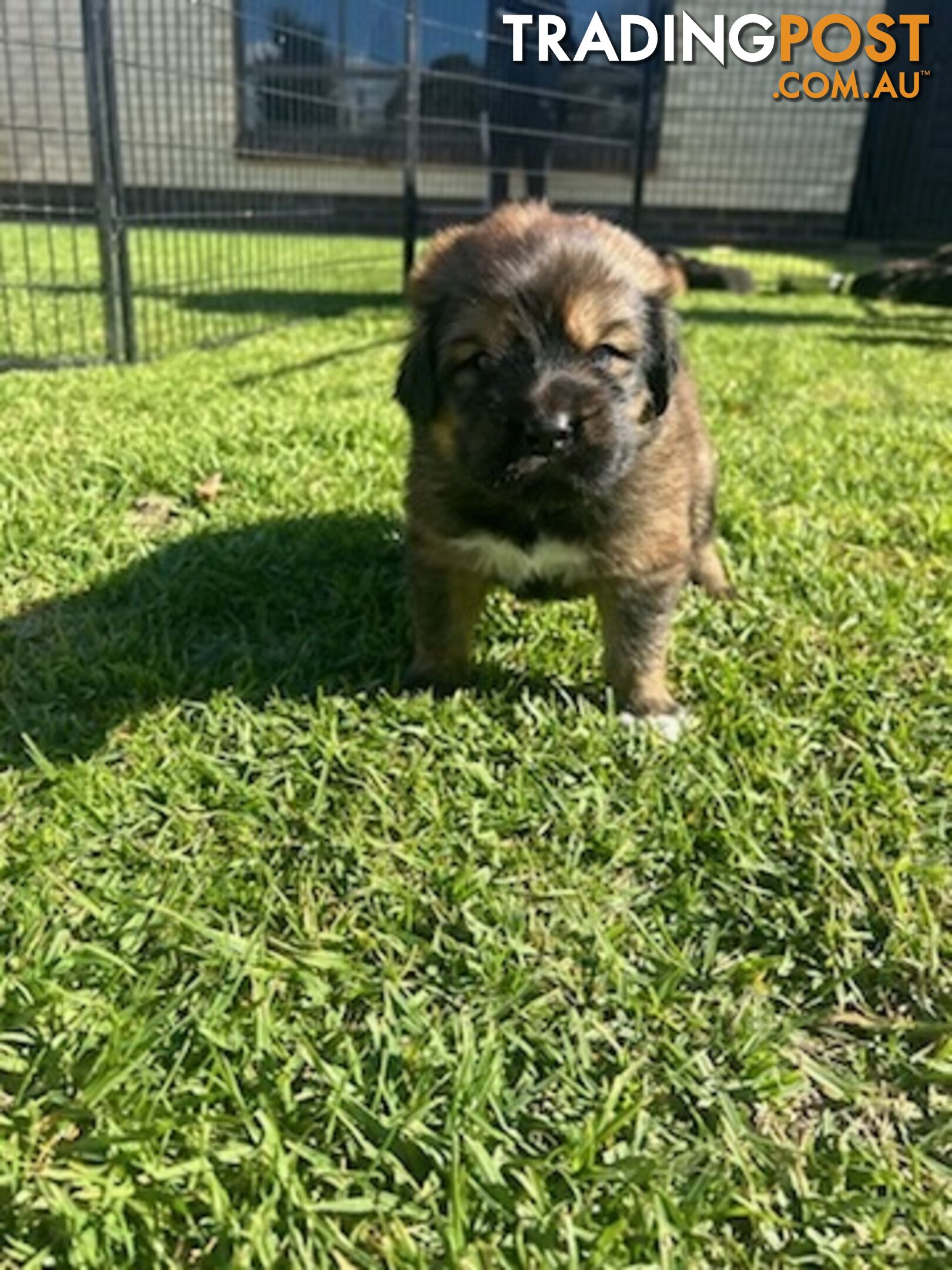 Tibetan mastiff puppies