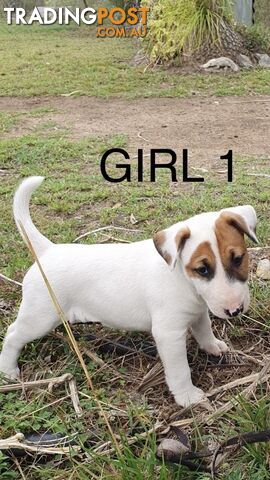 Bull Terrier x