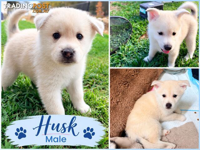 Adorable Pomsky Puppies - Now Ready