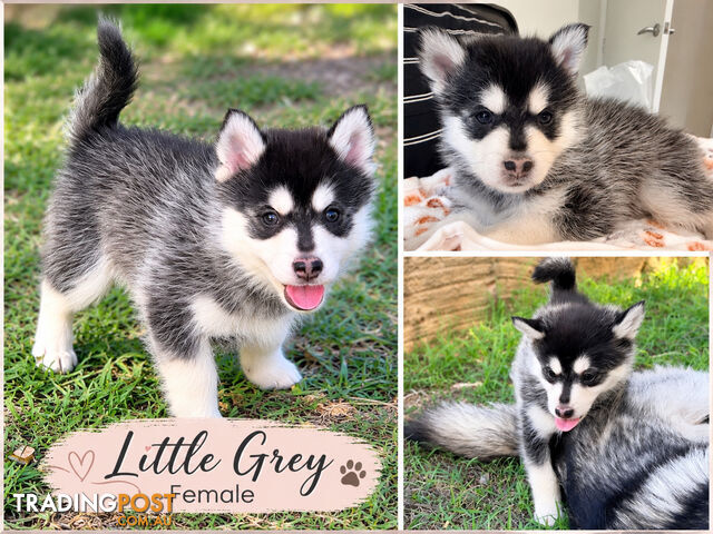Adorable Pomsky Puppies