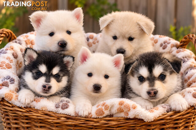 Adorable Pomsky Puppies