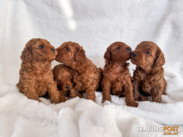 Five Toy Cavoodles ready to be loved by you!