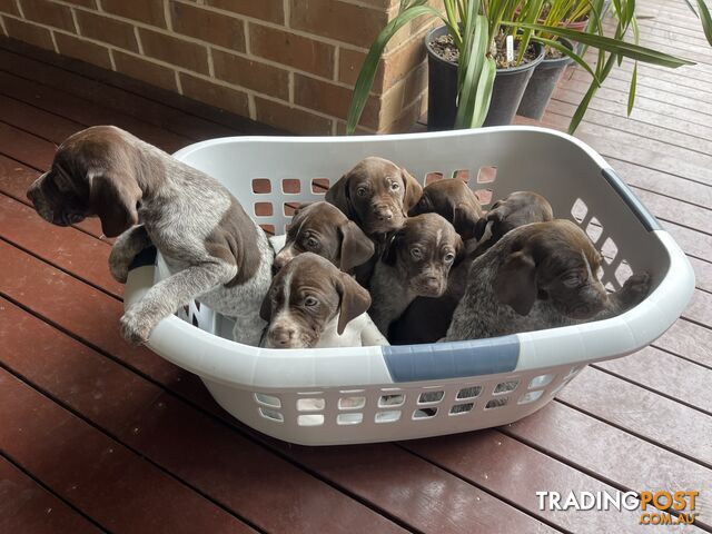 German shorthaired pointers