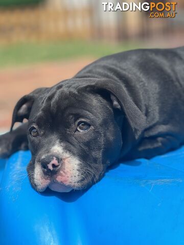 American Bully Pup