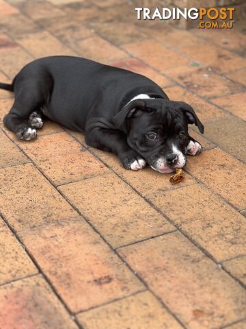 American Bully Pup