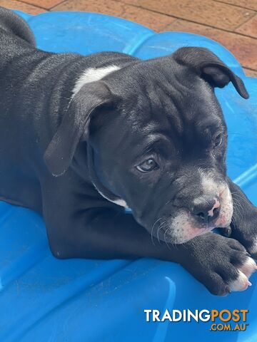 American Bully Pup