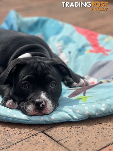 American Bully Pup