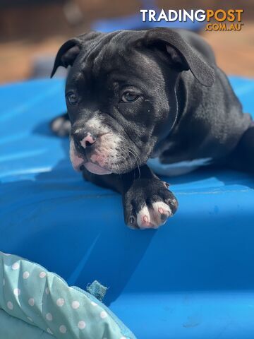 American Bully Pup