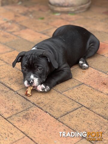 American Bully Pup