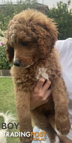 Gorgeous Cavoodles - ONLY ONE LEFT - QUICK SALE NEEDED