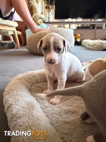 Adorable Italian Greyhound Puppies – 4 Available