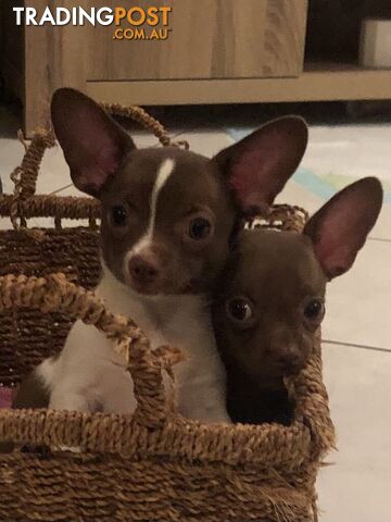Chihuahua pups 2 males.
