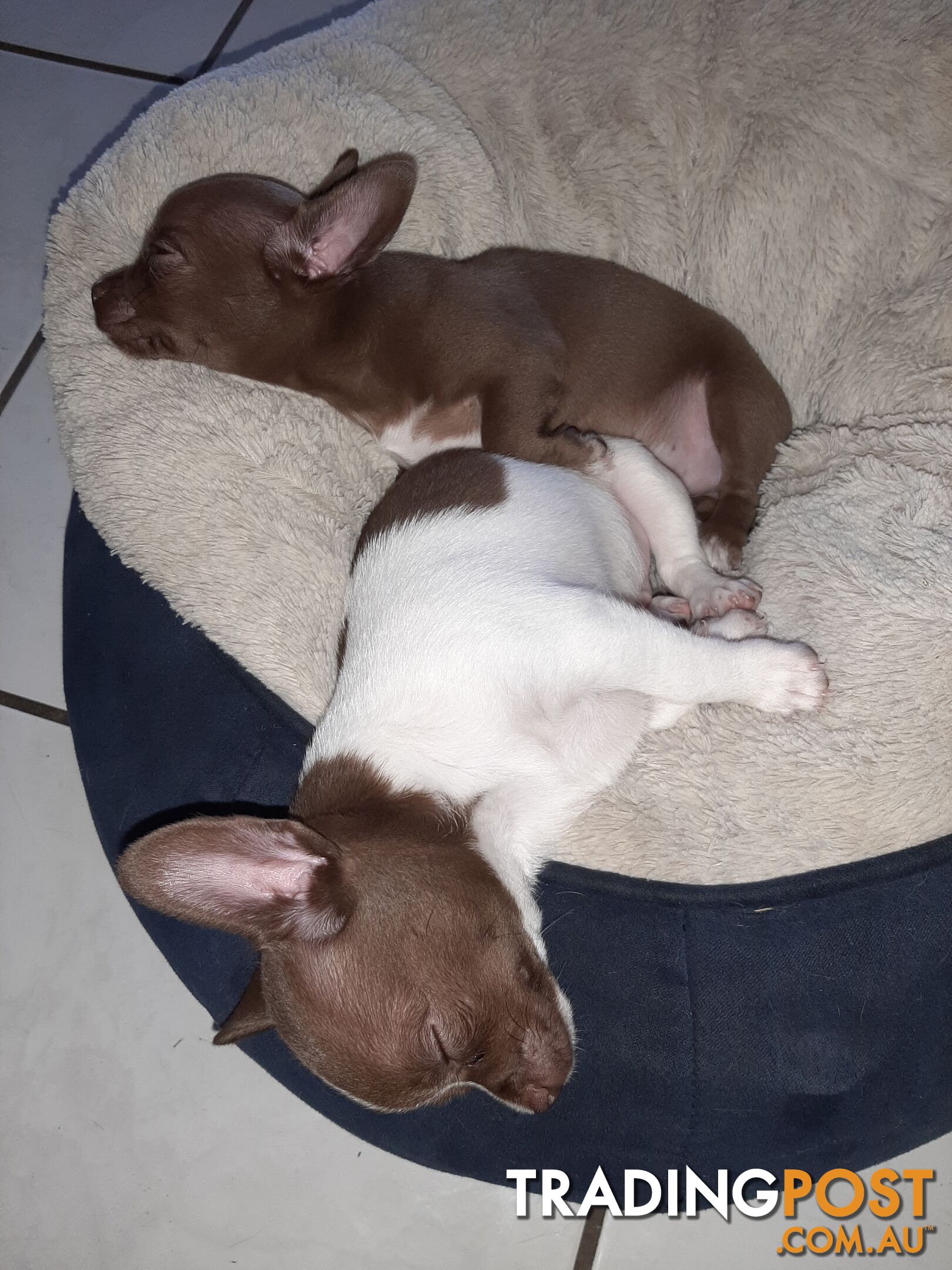 Chihuahua pups 2 males.