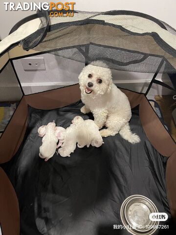 Bichon Frise Puppy