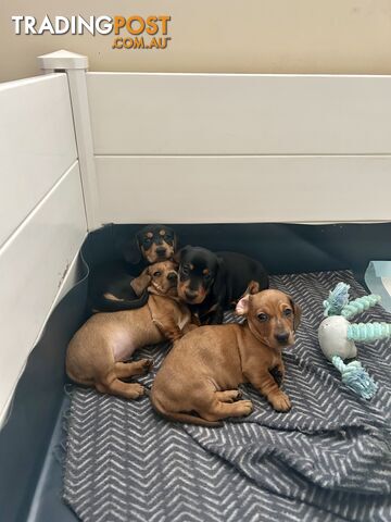 3 Purebred Miniature Dachshunds