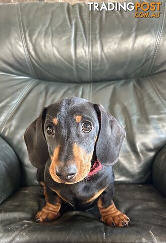 Male Miniature Dachshund