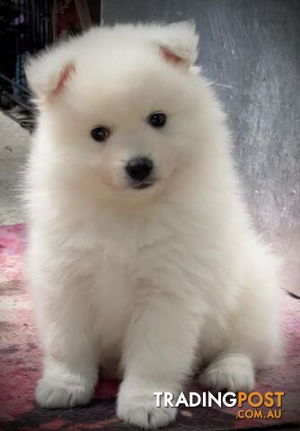 Purebred Japanese Spitz puppies ANKC registered