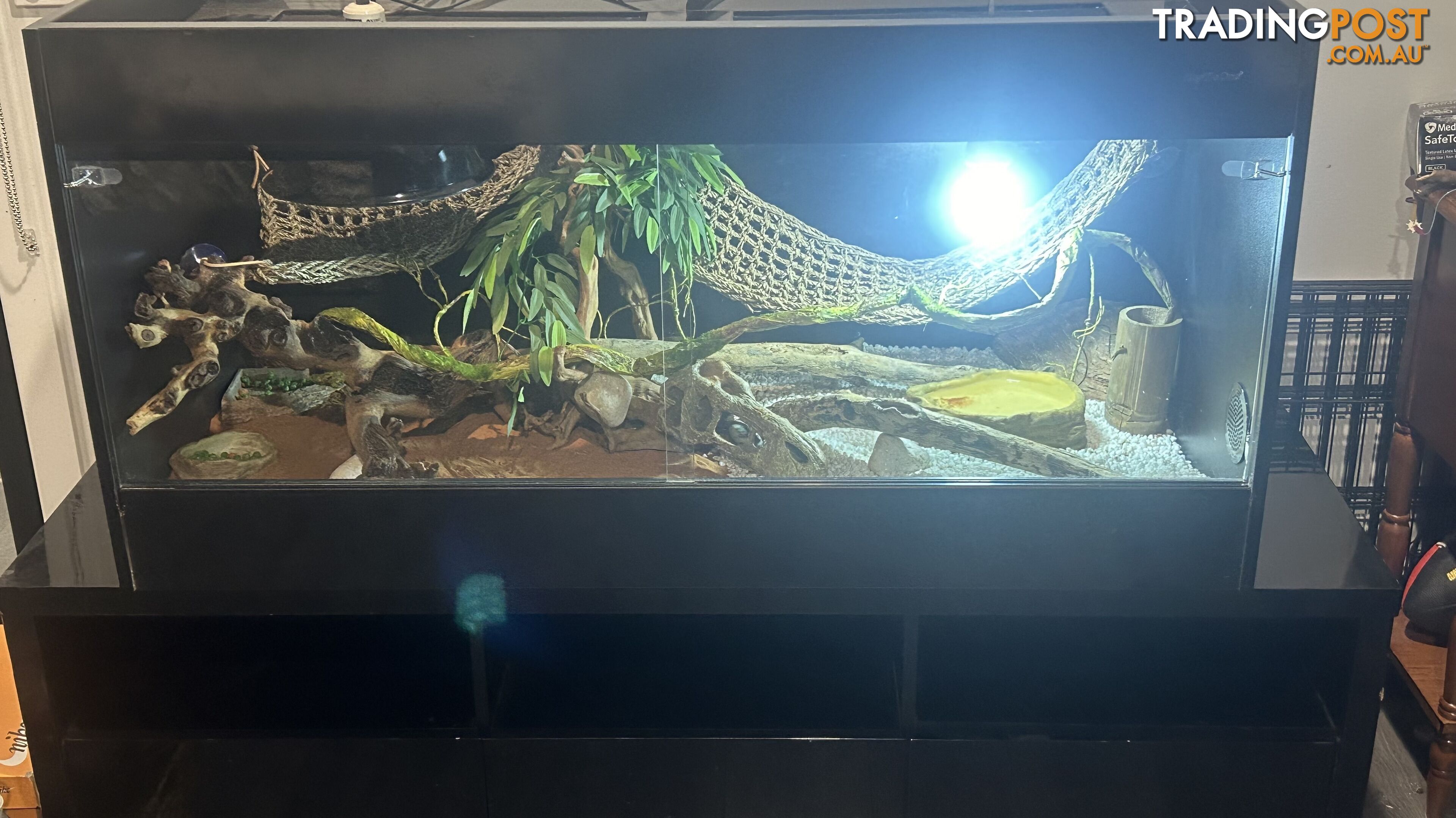 Two Central Bearded Dragons - pair with Accessories