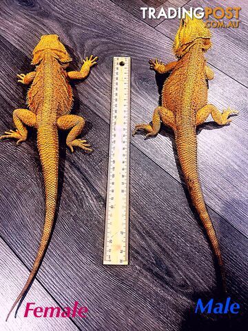 Two Central Bearded Dragons - pair with Accessories