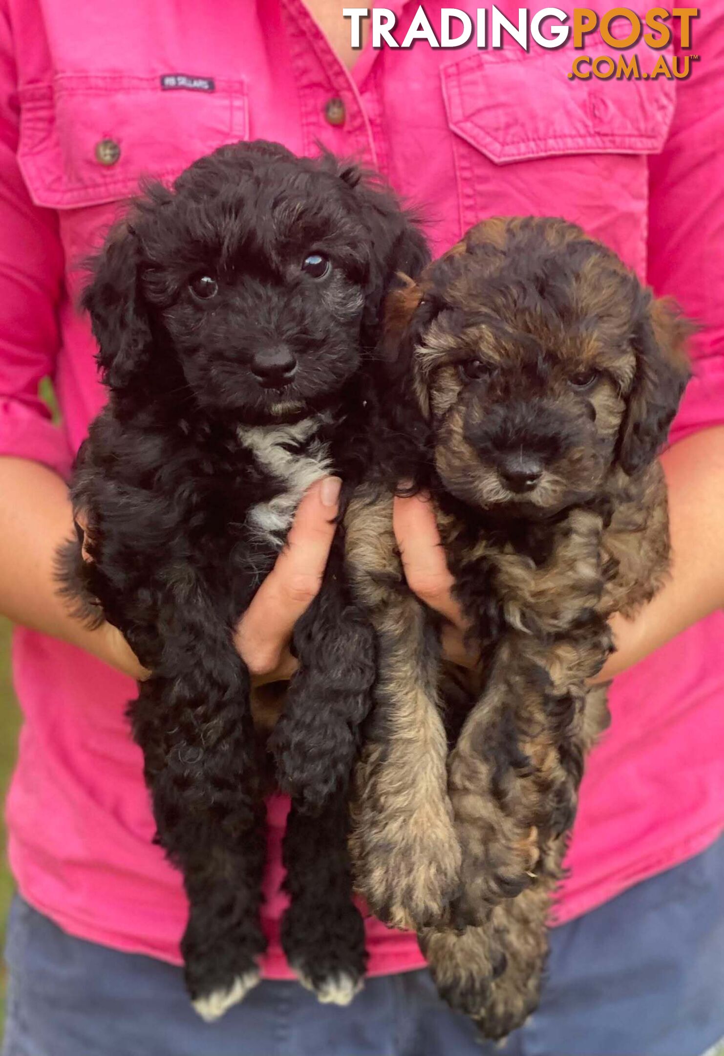 Gorgeous Male Cavoodle Puppies