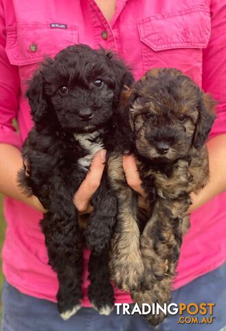 Gorgeous Male Cavoodle Puppies