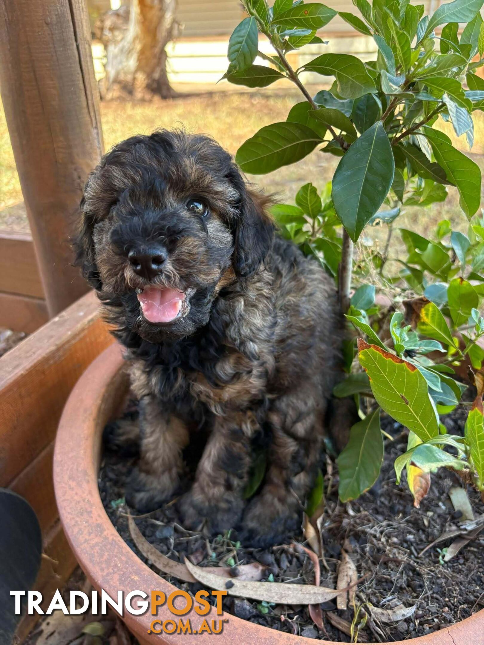 Gorgeous Male Cavoodle Puppies