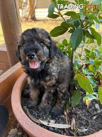 Gorgeous Male Cavoodle Puppies