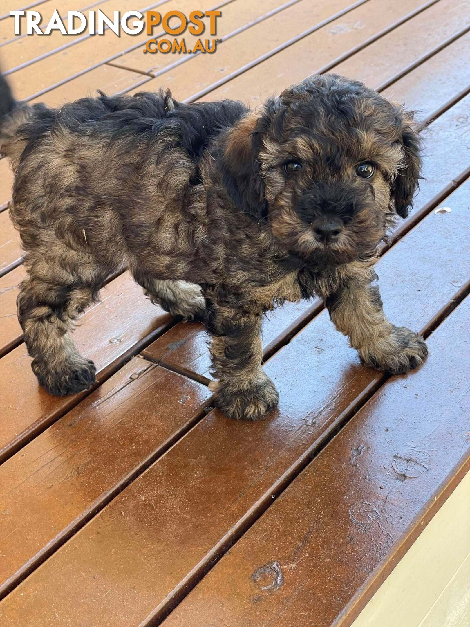 Gorgeous Male Cavoodle Puppies