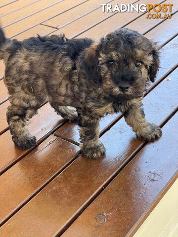 Gorgeous Male Cavoodle Puppies