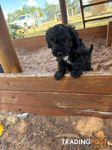 Gorgeous Male Cavoodle Puppies