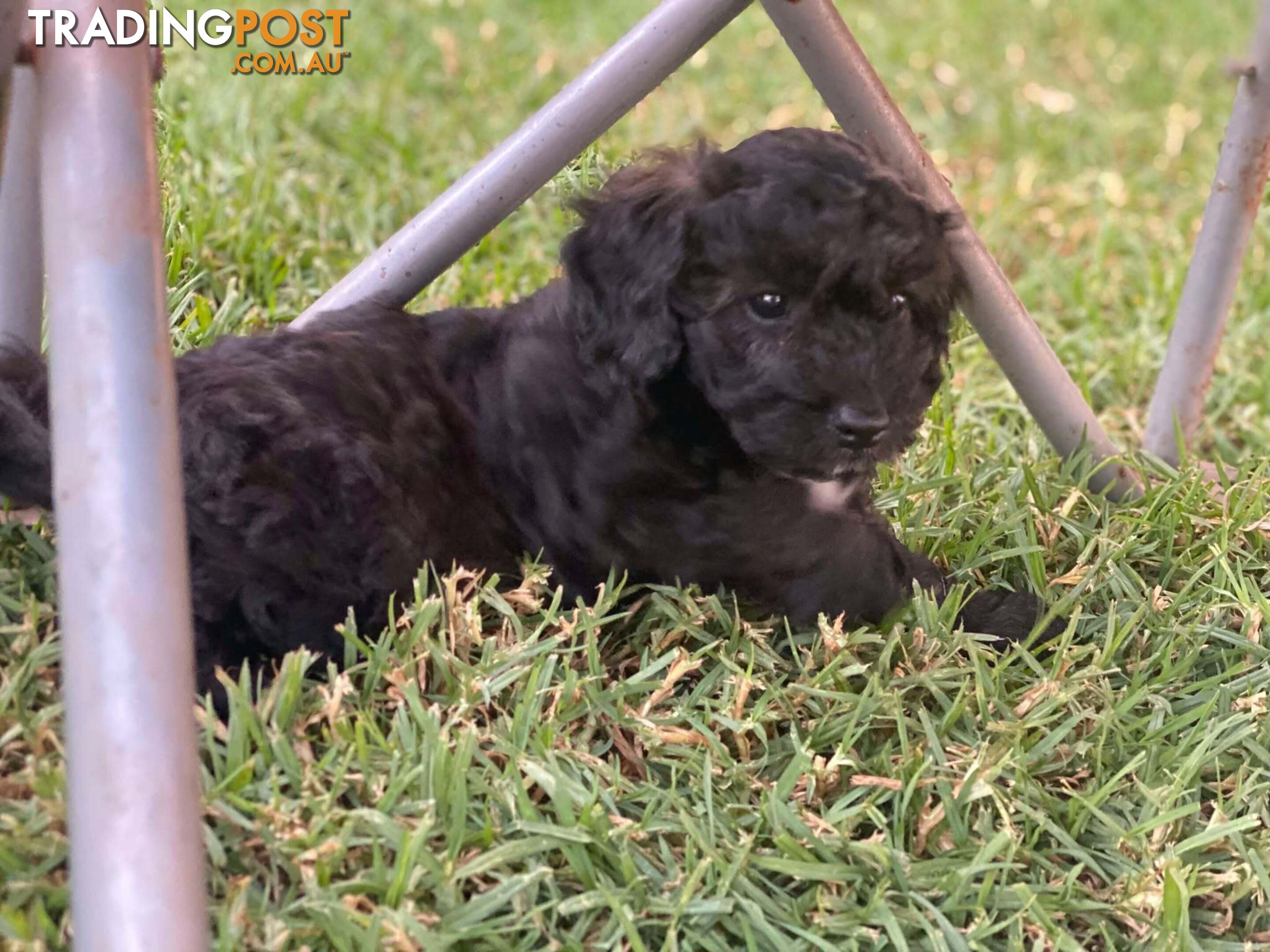 Gorgeous Male Cavoodle Puppies