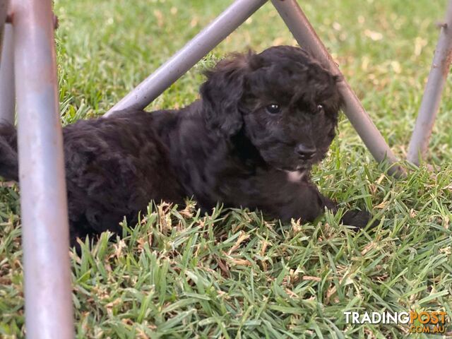 Gorgeous Male Cavoodle Puppies