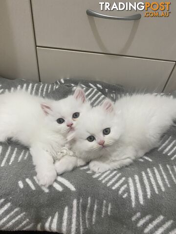 White Persian x Kitten