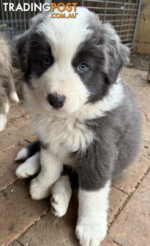 4 PUREBRED BORDER COLLIE PUPPIES