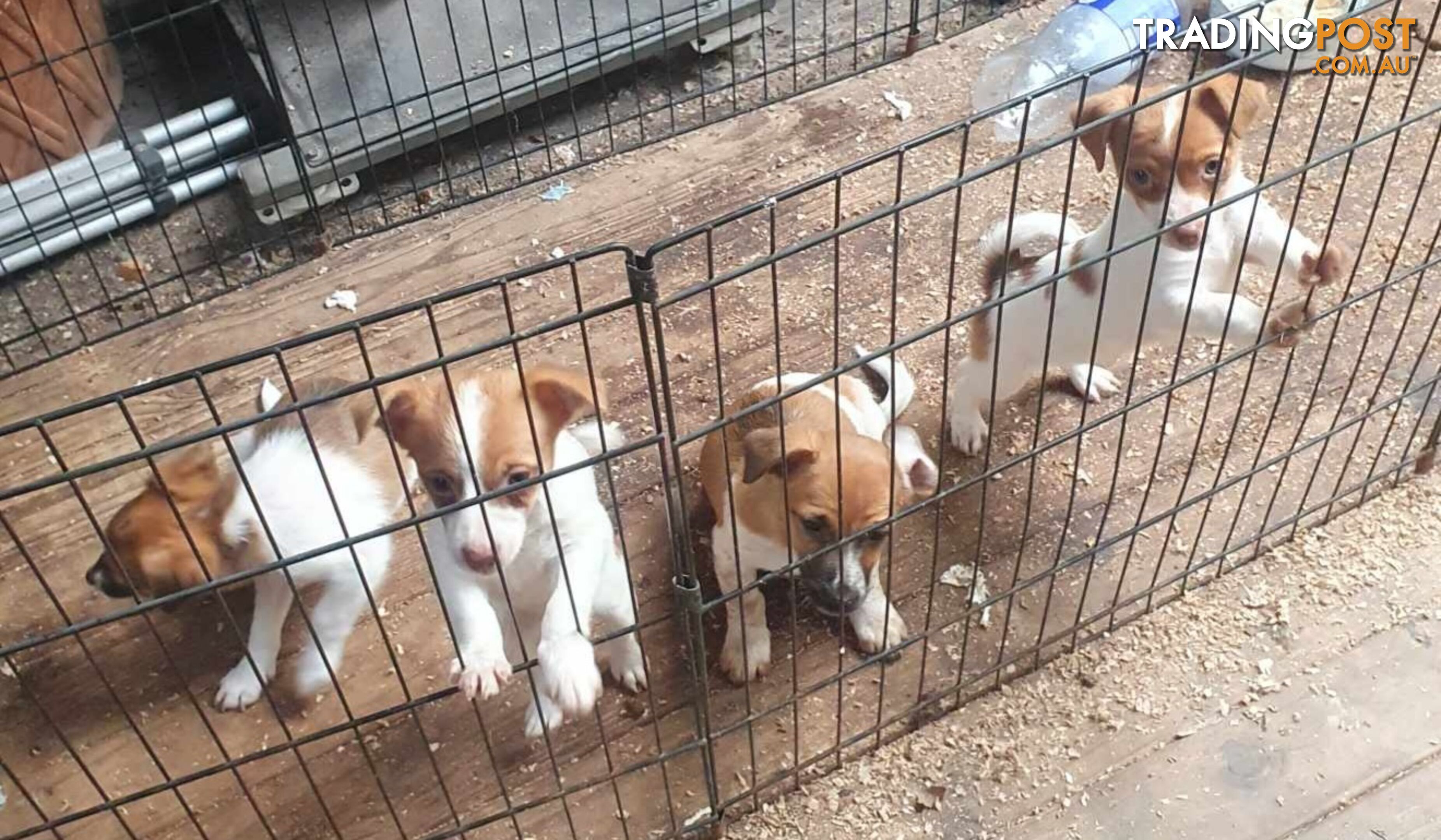 Jack Russell Pups