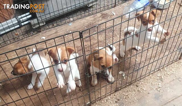 Jack Russell Pups