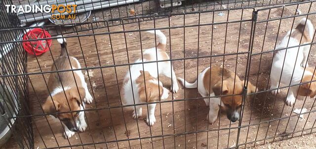 Jack Russell Pups