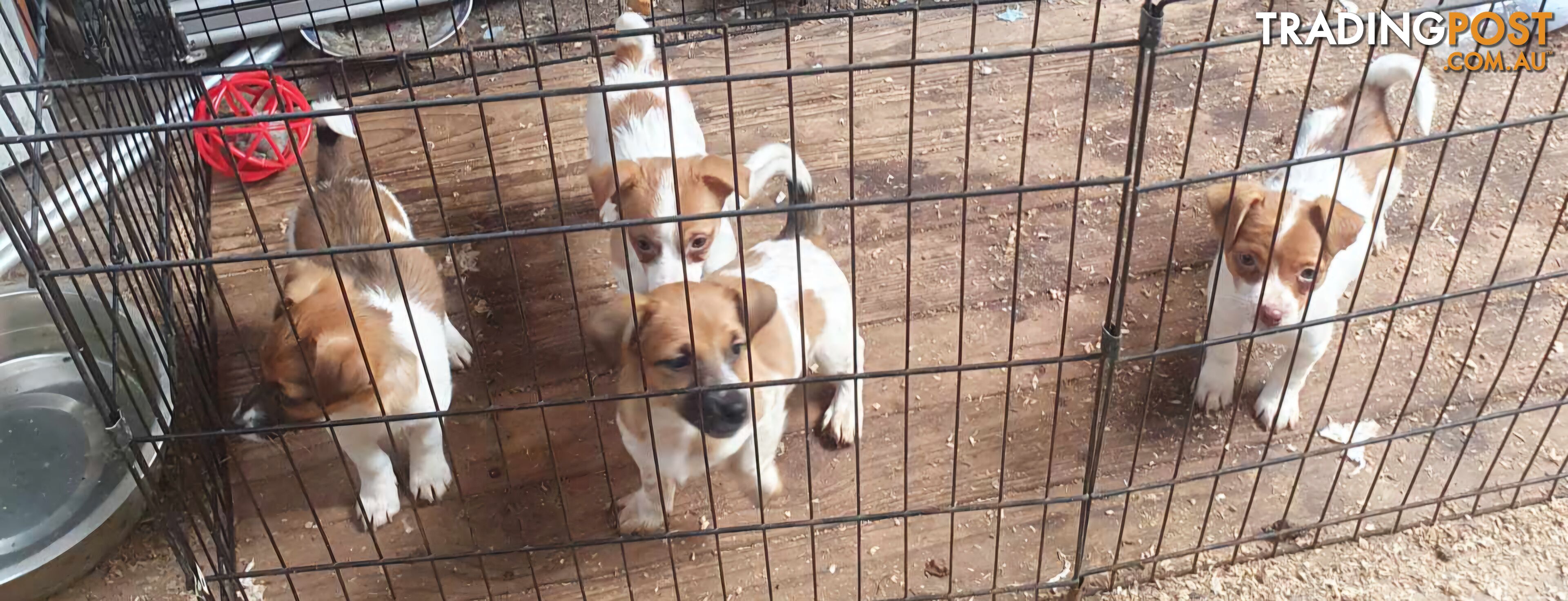 Jack Russell Pups