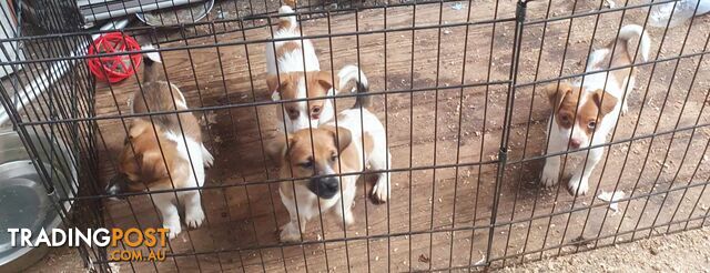 Jack Russell Pups