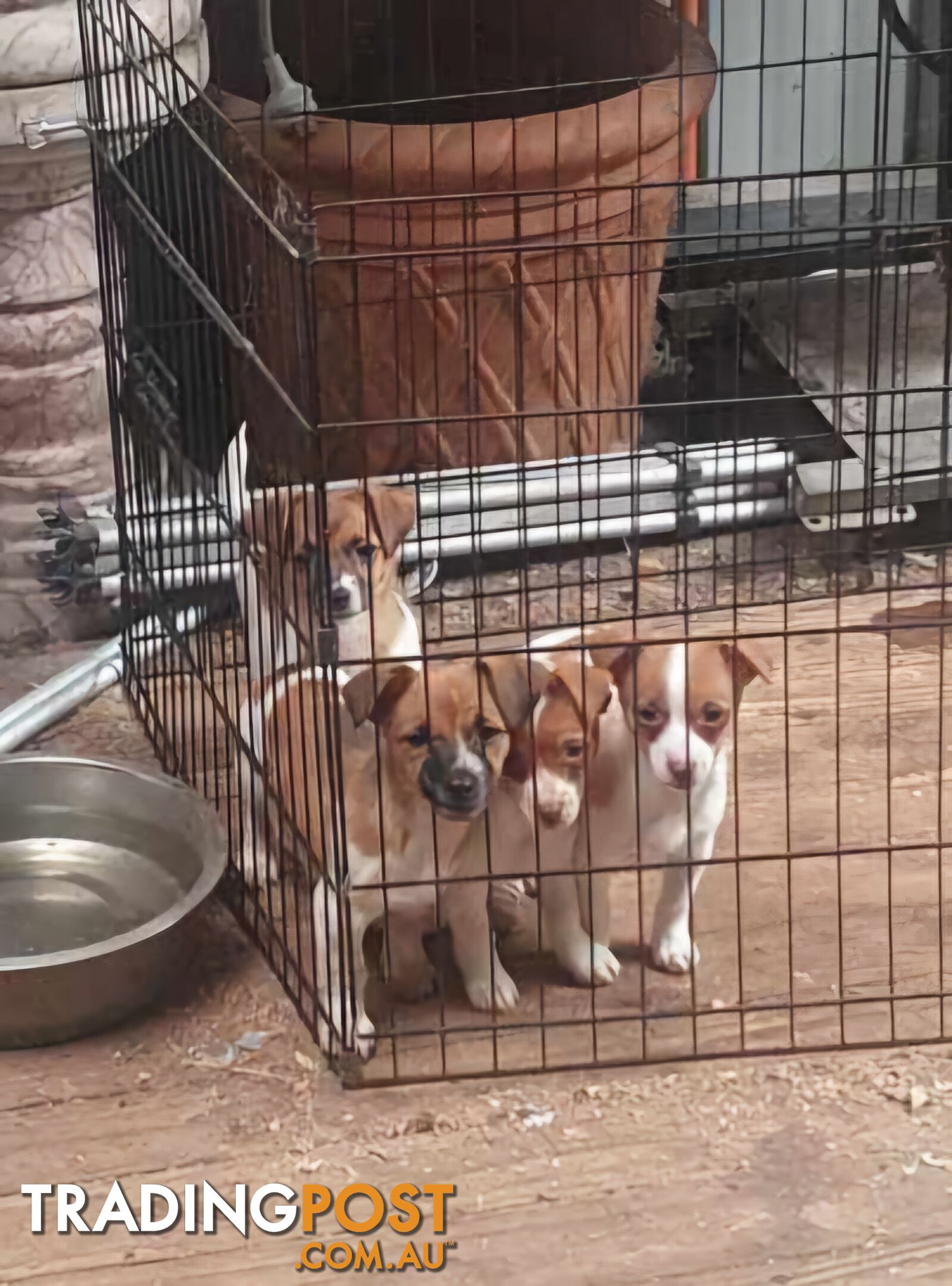 Jack Russell Pups