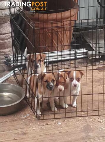 Jack Russell Pups