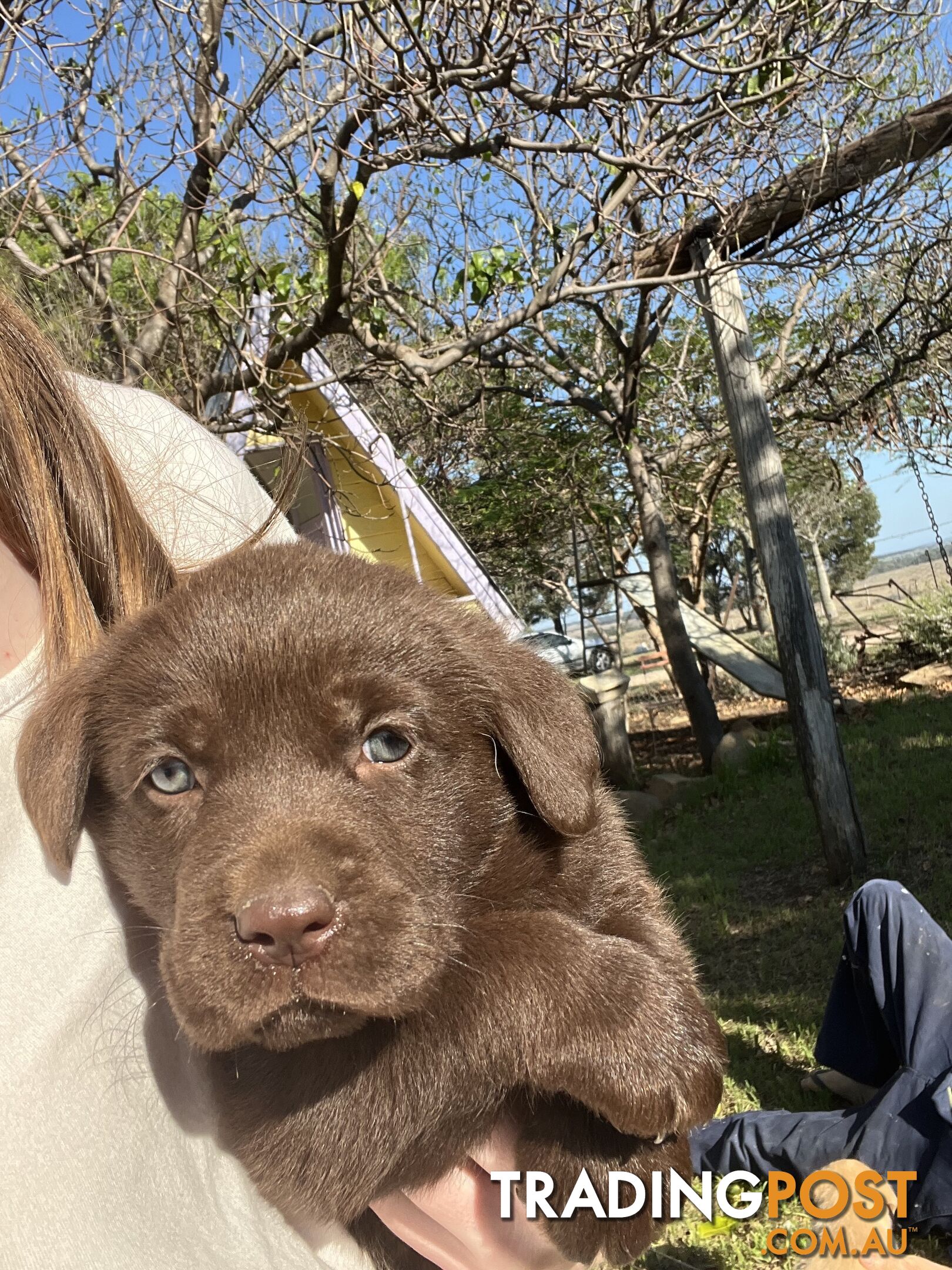 Labrador Retreiver puppies