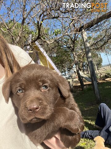 Labrador Retreiver puppies