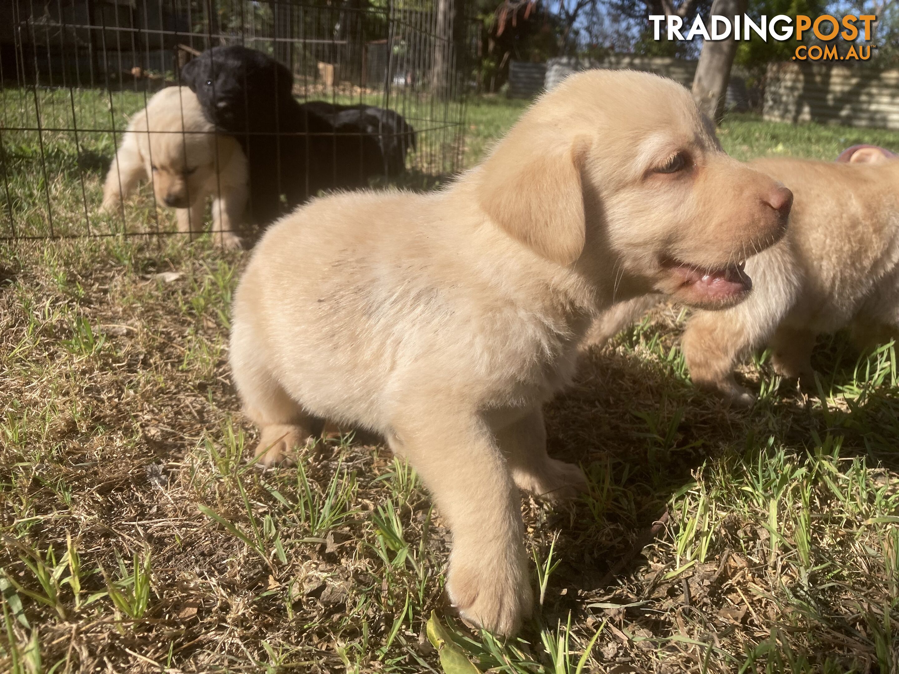 Labrador Retreiver puppies