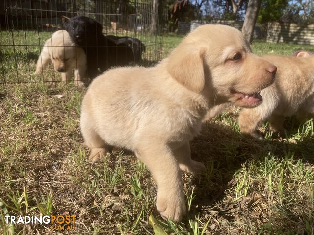 Labrador Retreiver puppies