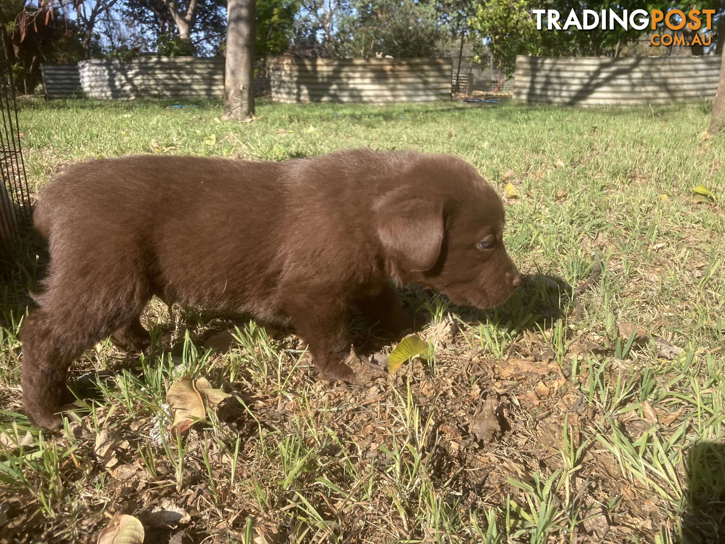 Labrador Retreiver puppies