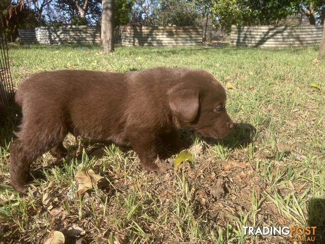 Labrador Retreiver puppies